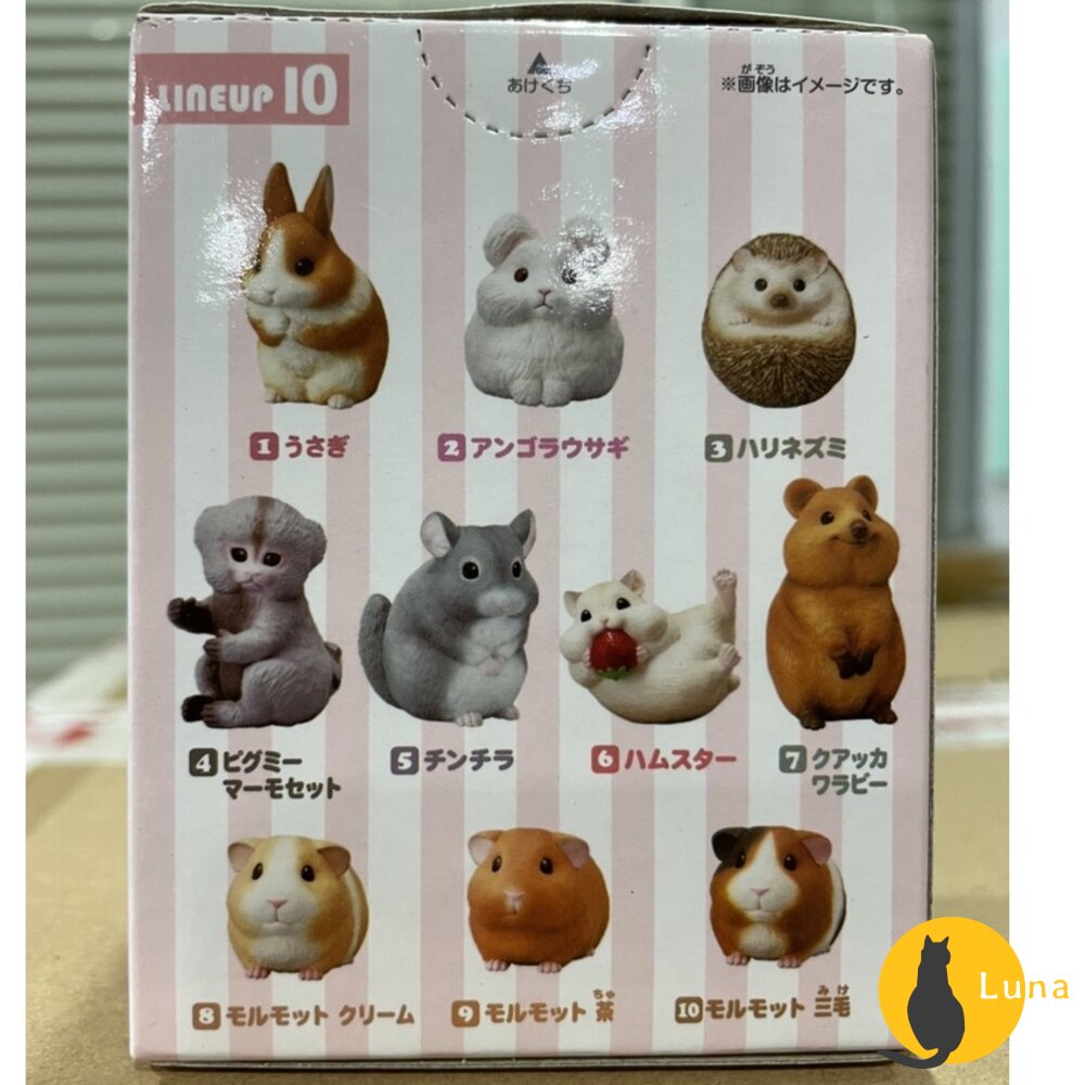 萬代 BANDAI 盒玩 兩棲爬蟲類 海洋好朋友 掌上鸚鵡 掌上好朋友 手乘朋友們 刺蝟 軟膠公仔-圖片-2