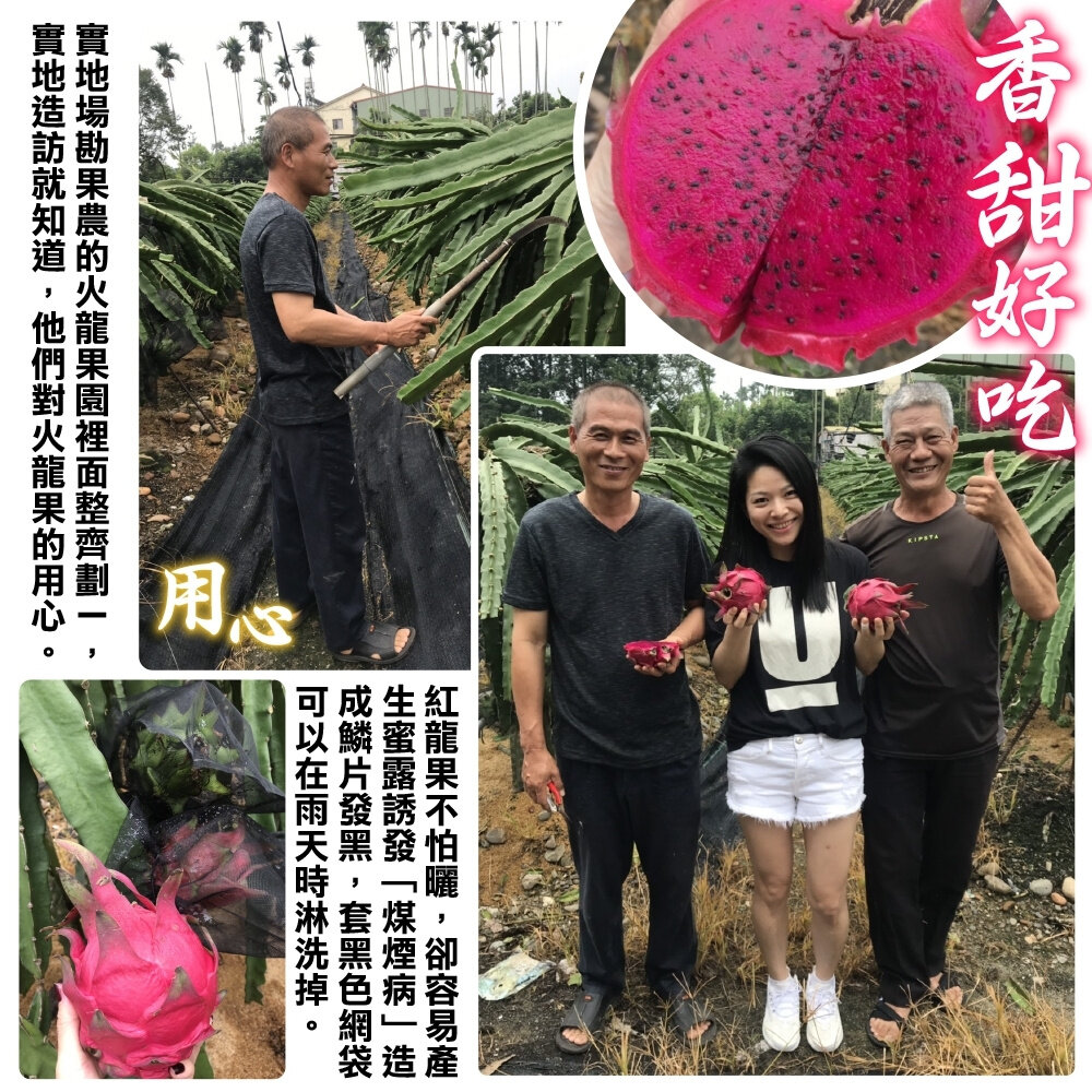 台灣紅肉火龍果 0運費【果農直配】紅龍果 紅色火龍果-圖片-2