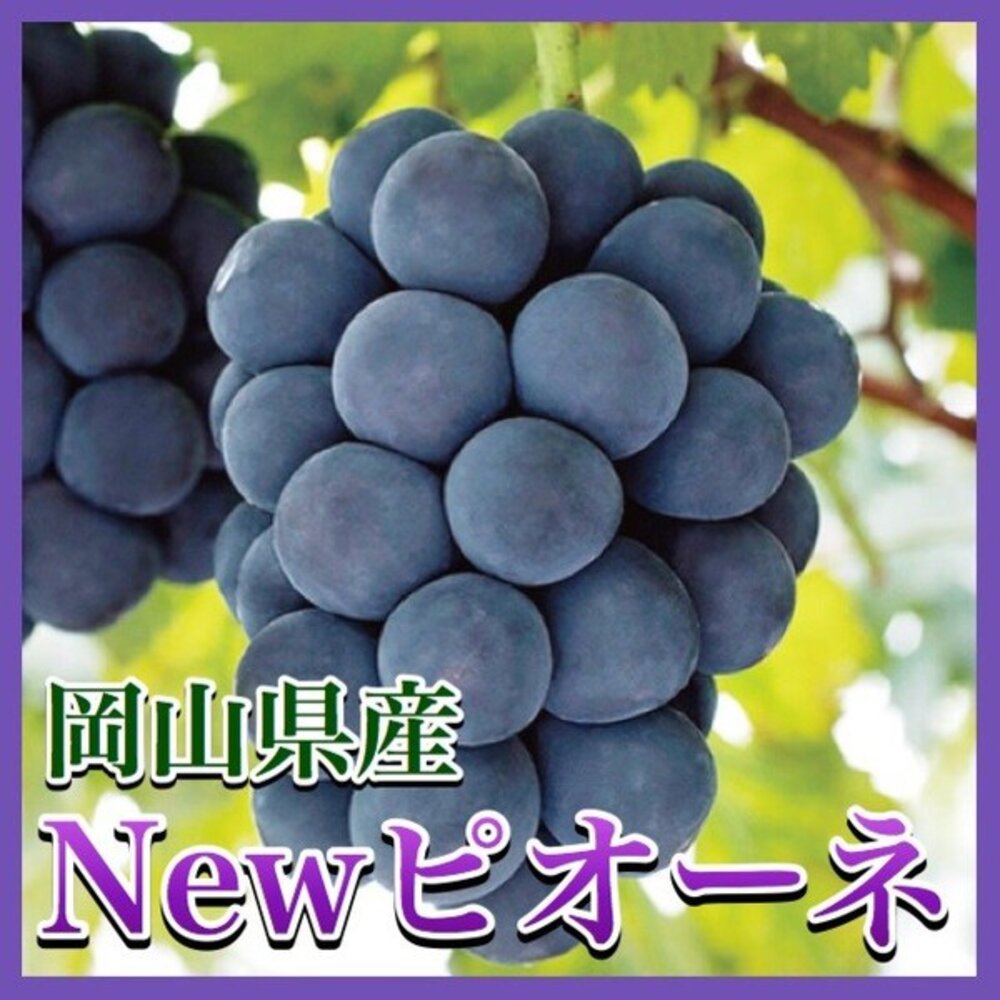 日本岡山/香川/長野貓眼葡萄禮盒(每串600-700g含盒) 0運費【果之蔬】貓眼葡萄 巨峰葡萄 黑葡萄 紫葡萄 日本葡-圖片-3