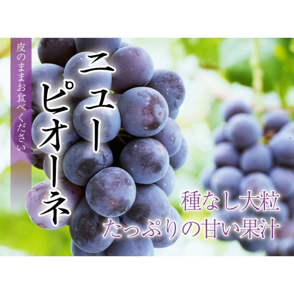 日本岡山/香川/長野貓眼葡萄禮盒(每串600-700g含盒) 0運費【果之蔬】貓眼葡萄 巨峰葡萄 黑葡萄 紫葡萄 日本葡-圖片-5