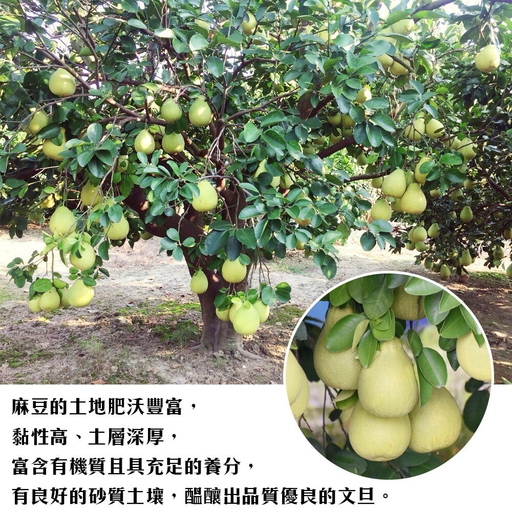 產銷履歷-台南冠軍老欉文旦10斤±10%含箱/7-12顆 0運費【果農直配】-圖片-2