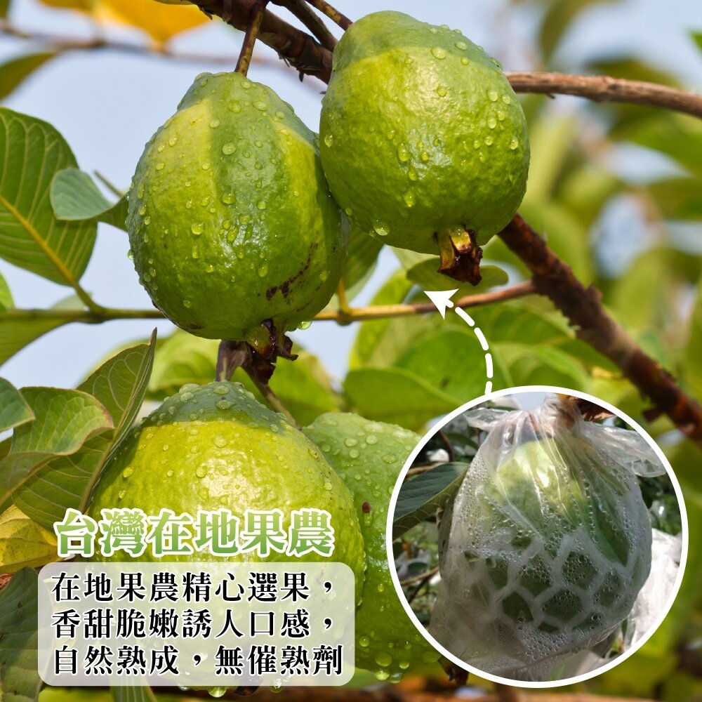 燕巢大顆牛奶珍珠芭樂 0運費【果農直配】白芭樂 大顆芭樂 燕巢芭樂 白肉芭樂 牛奶芭樂-圖片-1