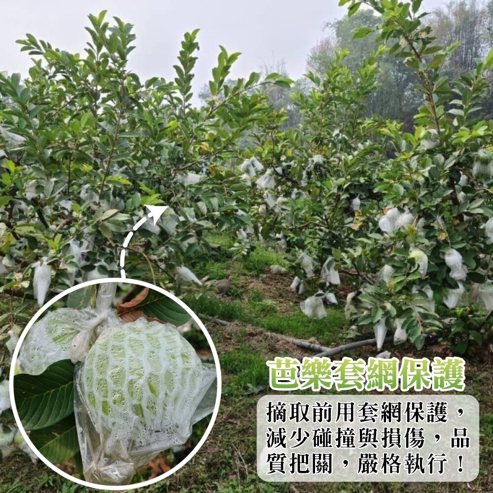 燕巢大顆牛奶珍珠芭樂 0運費【果農直配】白芭樂 大顆芭樂 燕巢芭樂 白肉芭樂 牛奶芭樂-圖片-2