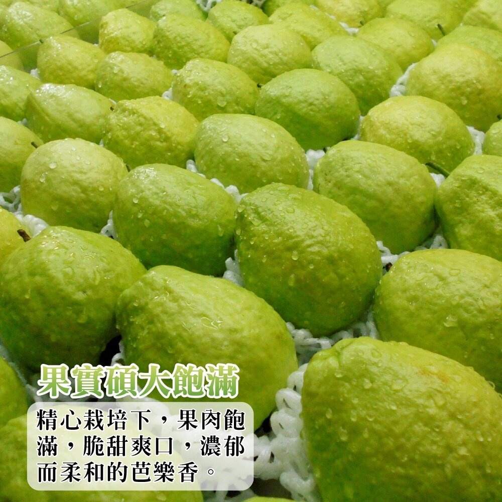 燕巢大顆牛奶珍珠芭樂 0運費【果農直配】白芭樂 大顆芭樂 燕巢芭樂 白肉芭樂 牛奶芭樂-圖片-3