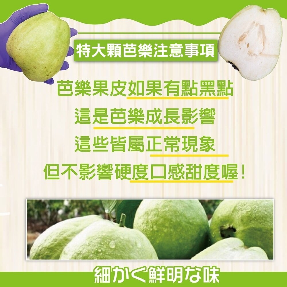 燕巢大顆牛奶珍珠芭樂 0運費【果農直配】白芭樂 大顆芭樂 燕巢芭樂 白肉芭樂 牛奶芭樂-圖片-6