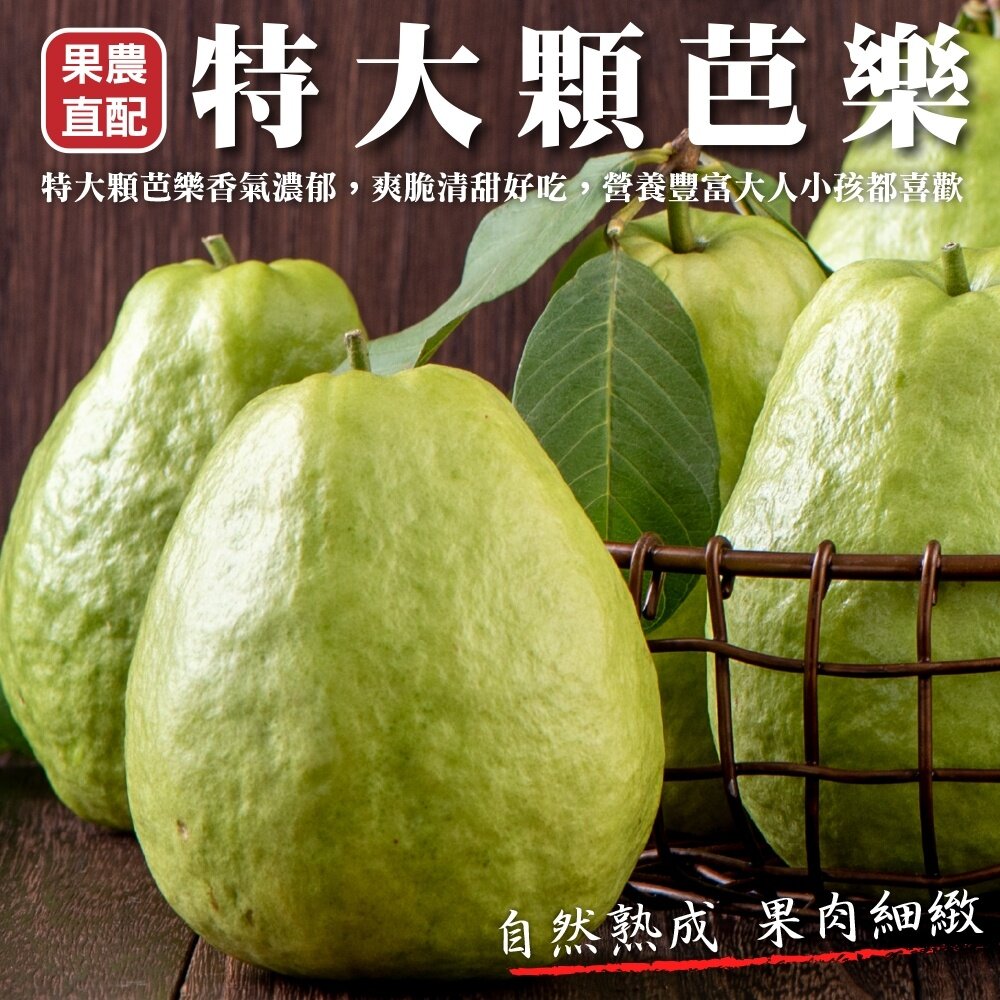 13790984002-燕巢大顆牛奶珍珠芭樂 0運費【果農直配】白芭樂 大顆芭樂 燕巢芭樂 白肉芭樂 牛奶芭樂