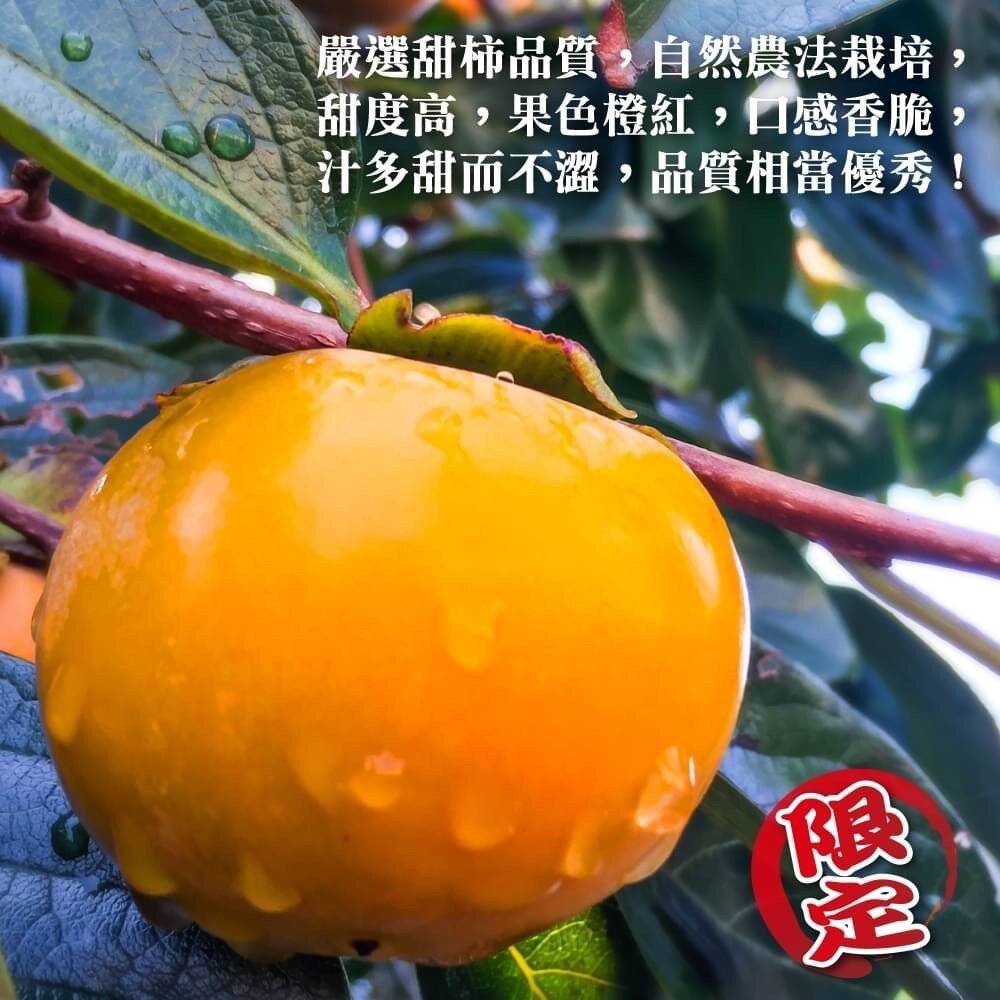 摩天嶺高山甜柿禮盒 0運費【果農直配】-圖片-3