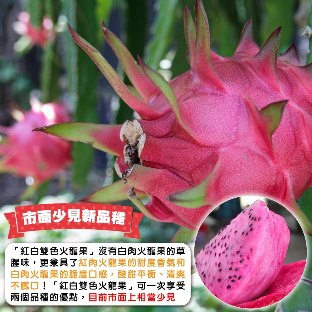 南投紅白雙色火龍果 0運費【果之蔬】紅肉火龍果 白肉火龍果 紅火龍果 白火龍果 漸層火龍果-圖片-2
