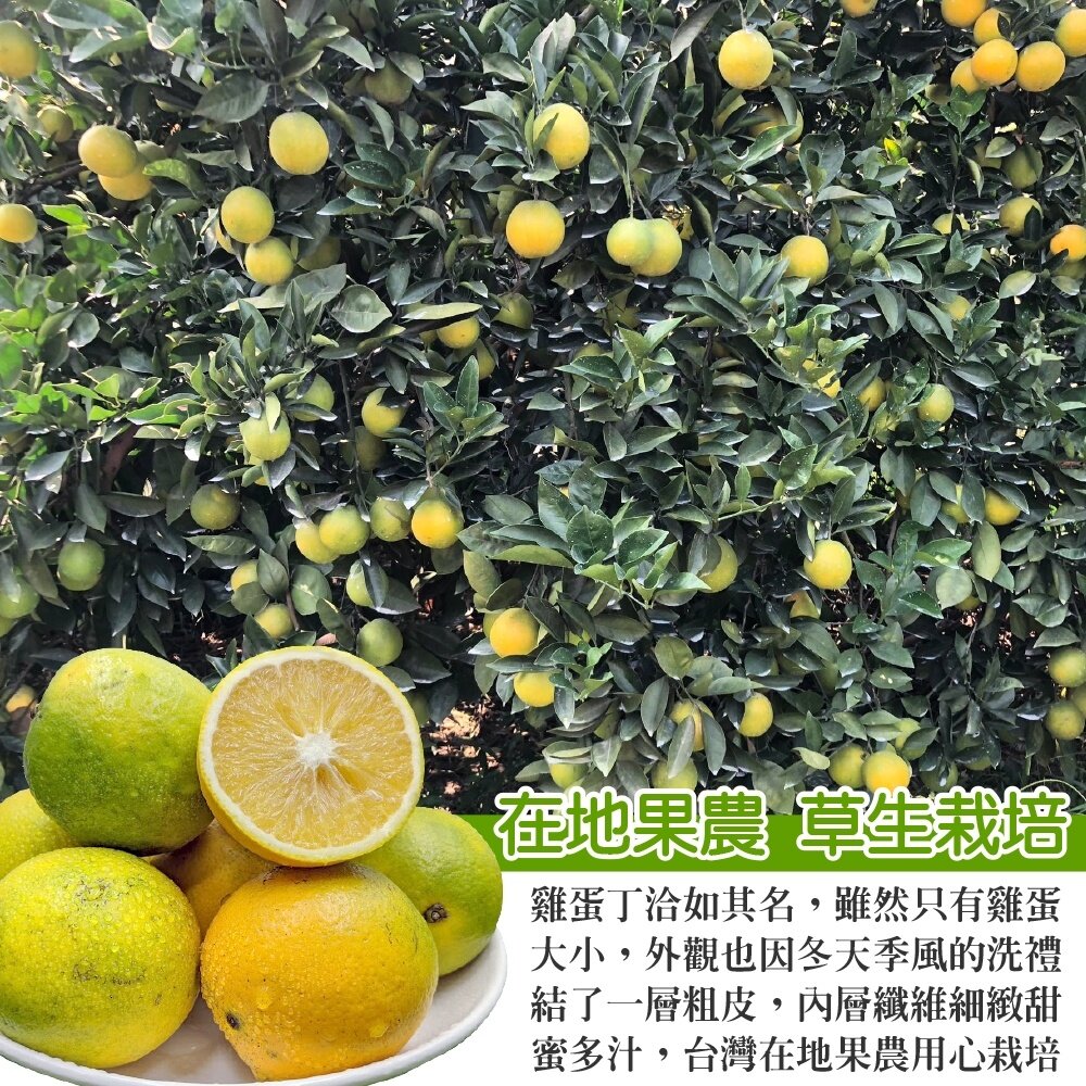 嚴選老欉雞蛋柳丁 0運費【果農直配】台灣柳丁 台灣雞蛋柳丁 雞蛋丁 老欉柳丁 柑橘-圖片-2