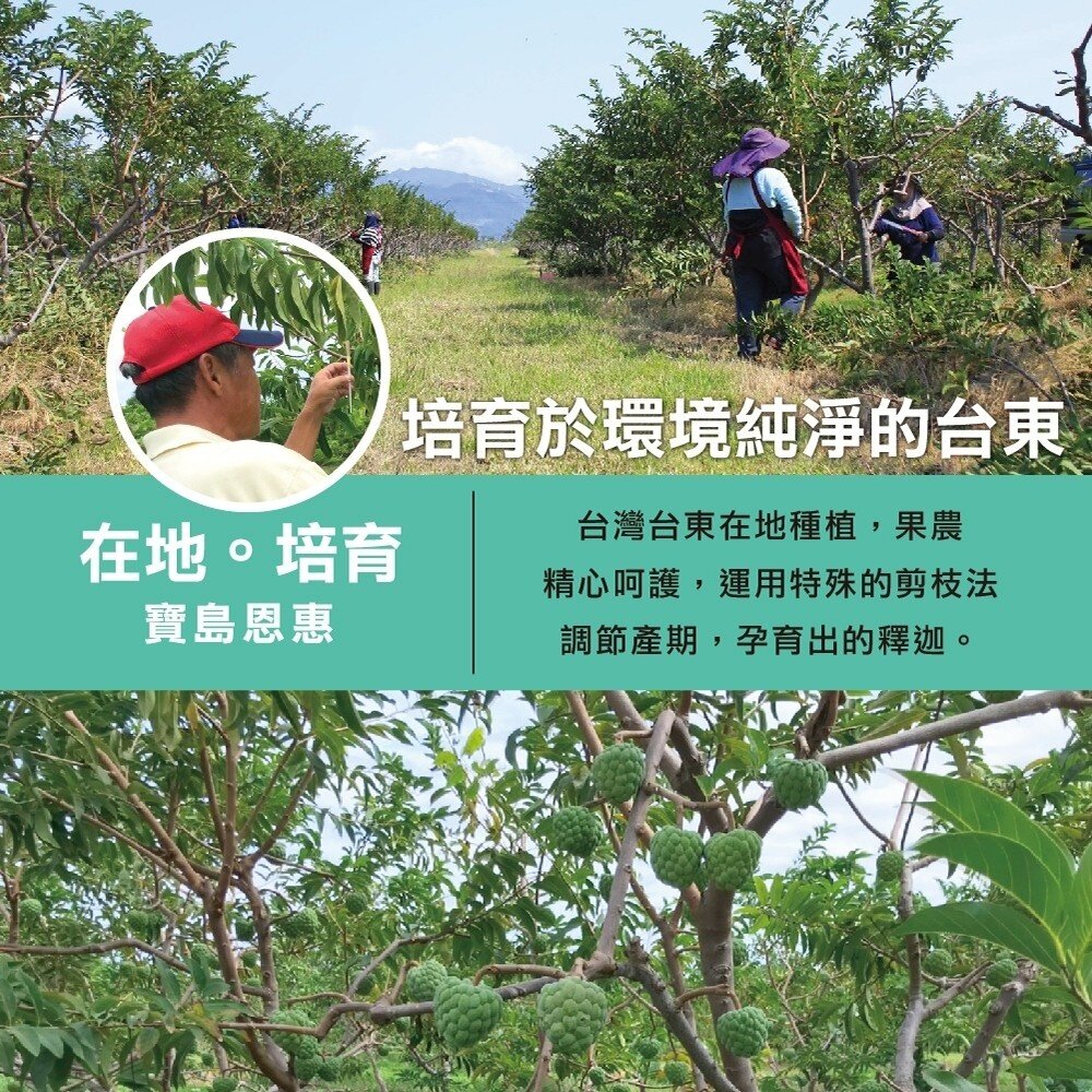 台東大目釋迦5斤±10% 0運費【果農直配】台灣釋迦 大目 釋迦-圖片-3