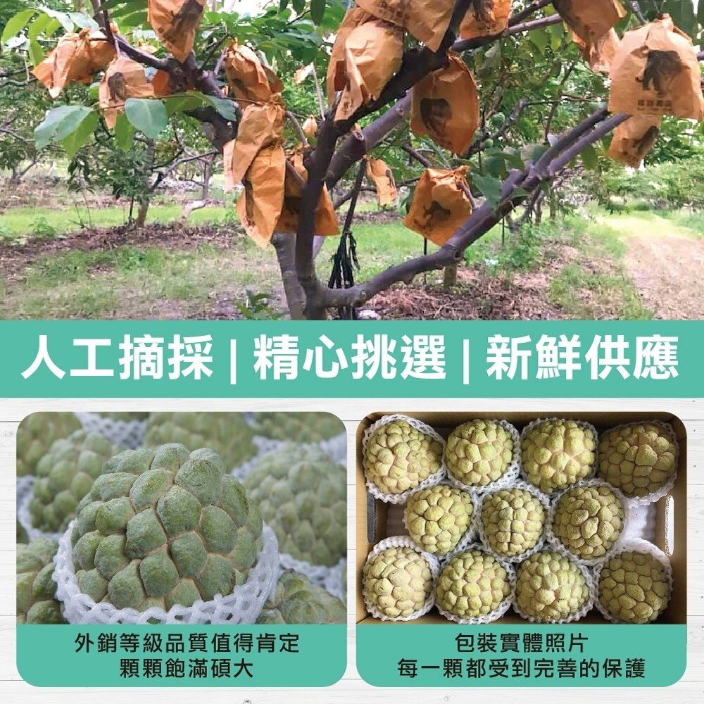 台東大目釋迦5斤±10% 0運費【果農直配】台灣釋迦 大目 釋迦-圖片-4