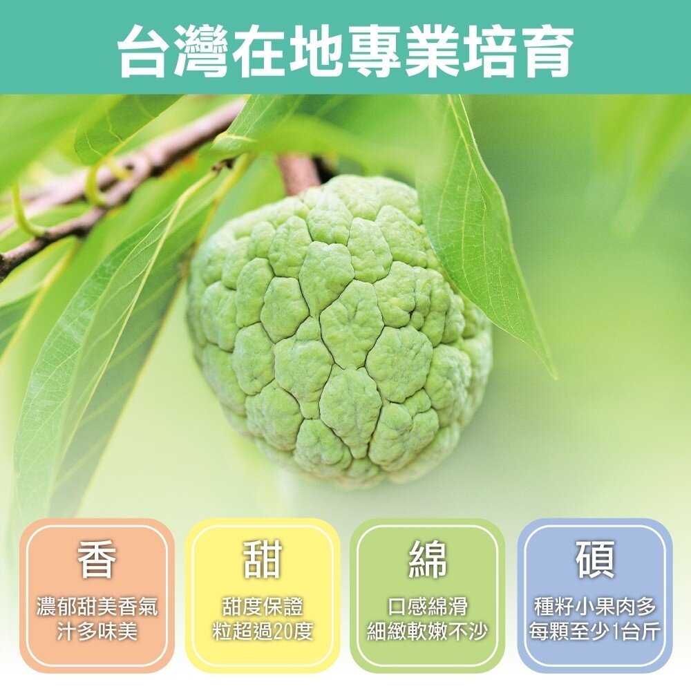 台東大目釋迦5斤±10% 0運費【果農直配】台灣釋迦 大目 釋迦-圖片-5