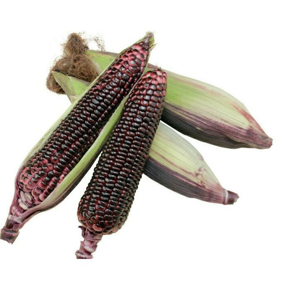 黑寶紫糯米玉米【果農直配】0運費-圖片-1