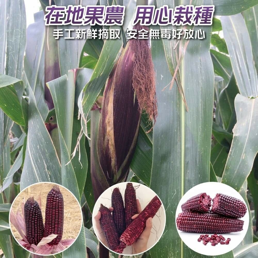 黑寶紫糯米玉米【果農直配】0運費-圖片-2