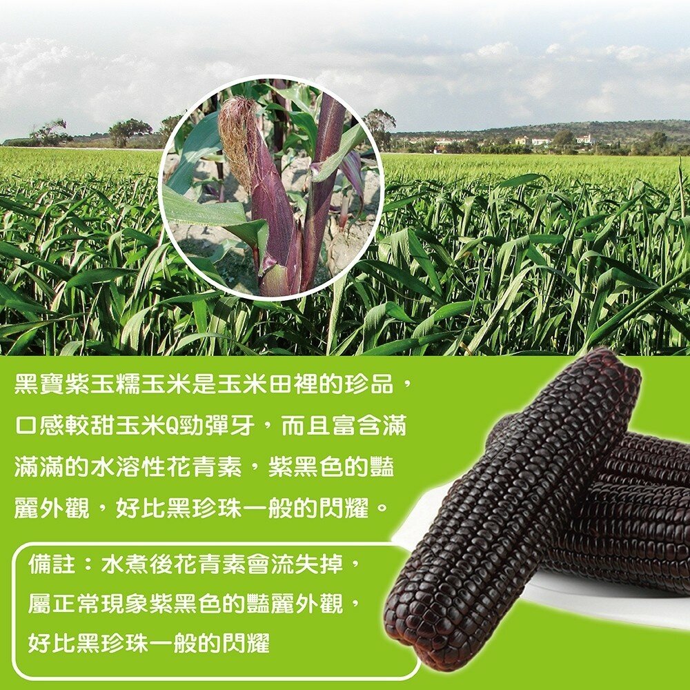 黑寶紫糯米玉米【果農直配】0運費-圖片-3