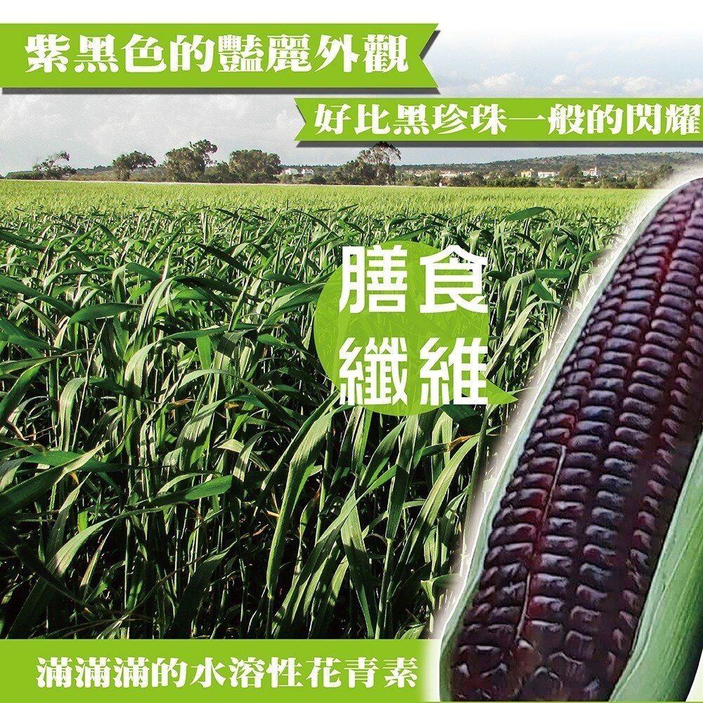 黑寶紫糯米玉米【果農直配】0運費-圖片-5