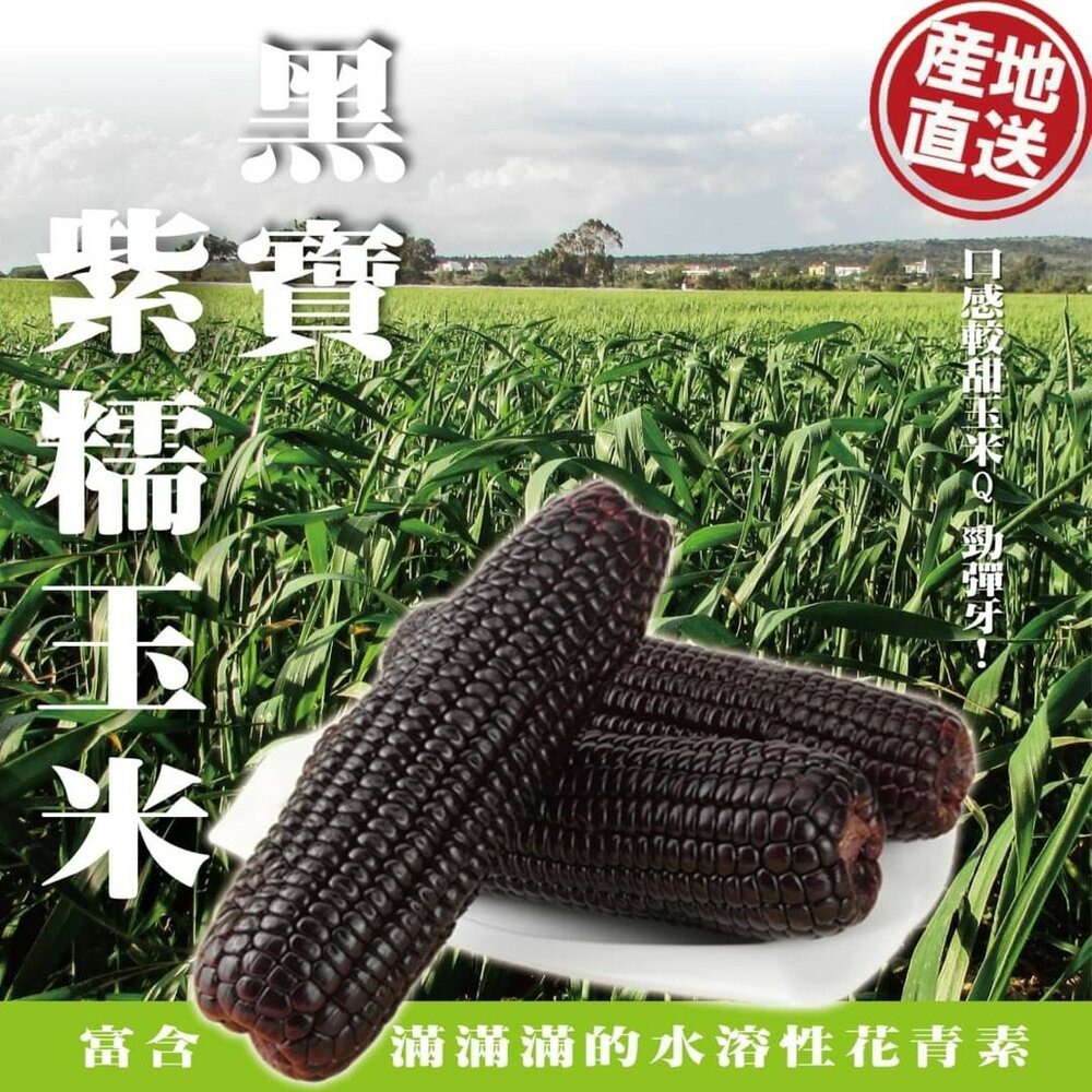 1703400027-黑寶紫糯米玉米【果農直配】0運費