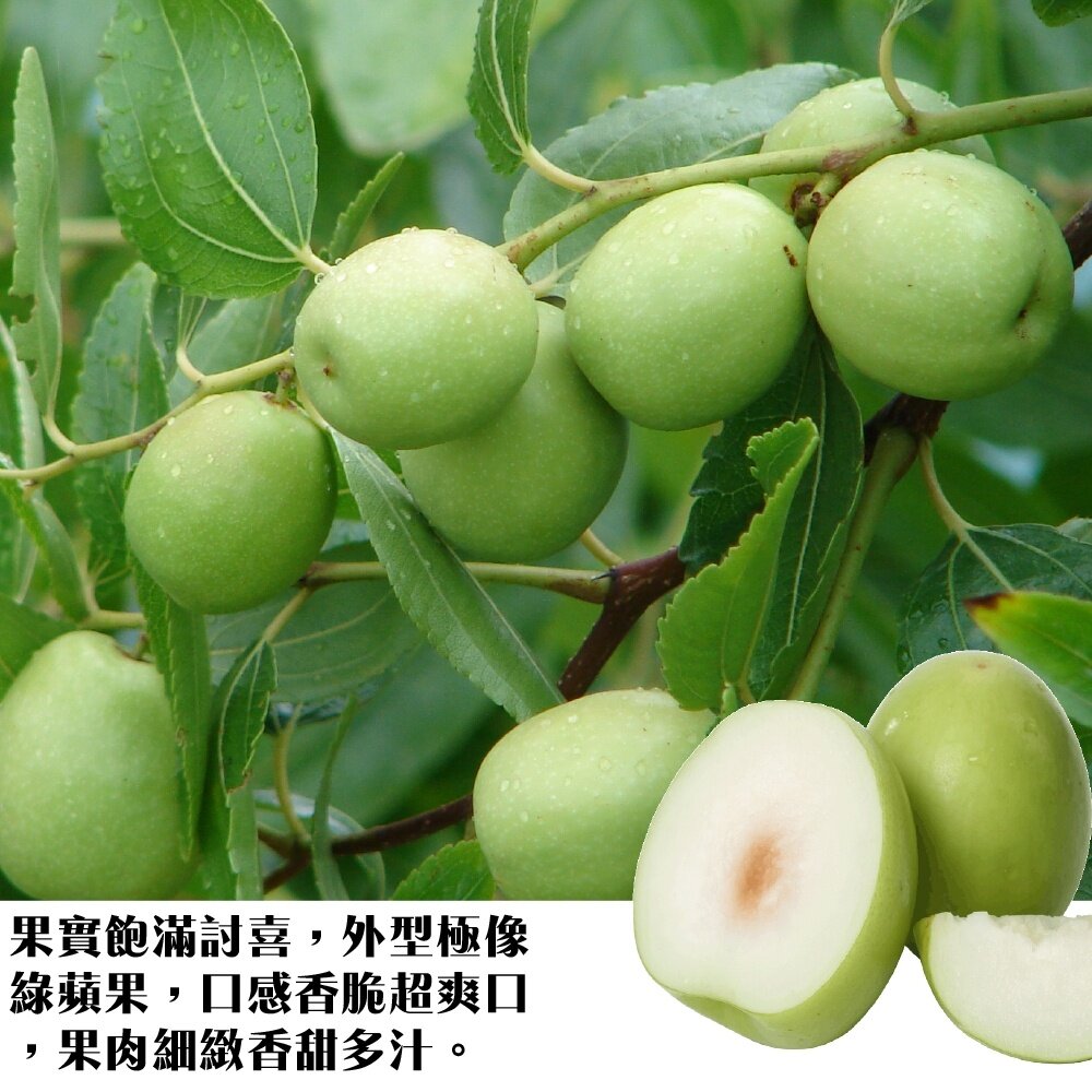 台灣燕巢區牛奶蜜棗 0運費【果之蔬】台灣蜜棗 蜜棗禮盒 水果禮盒 年節禮盒-圖片-3