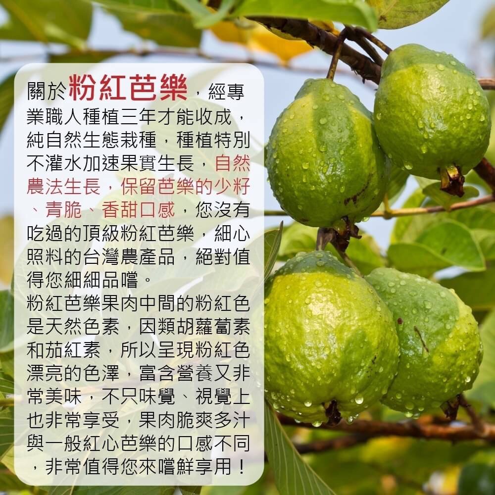 粉紅蜜芭樂【果農直配】全省免運-圖片-1