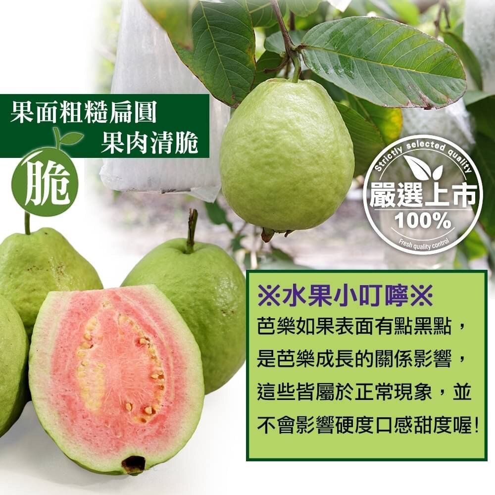 粉紅蜜芭樂【果農直配】全省免運-圖片-5