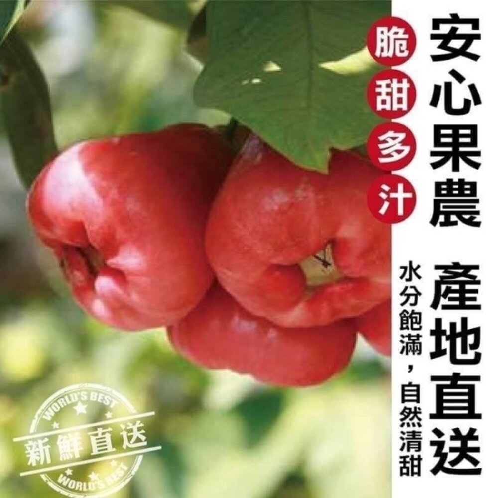 嘉義黑糖芭比蓮霧3斤±10%含盒 0運費【果之蔬】台灣蓮霧 黑糖蓮霧 LV等級蓮霧 蓮霧界LV-圖片-1