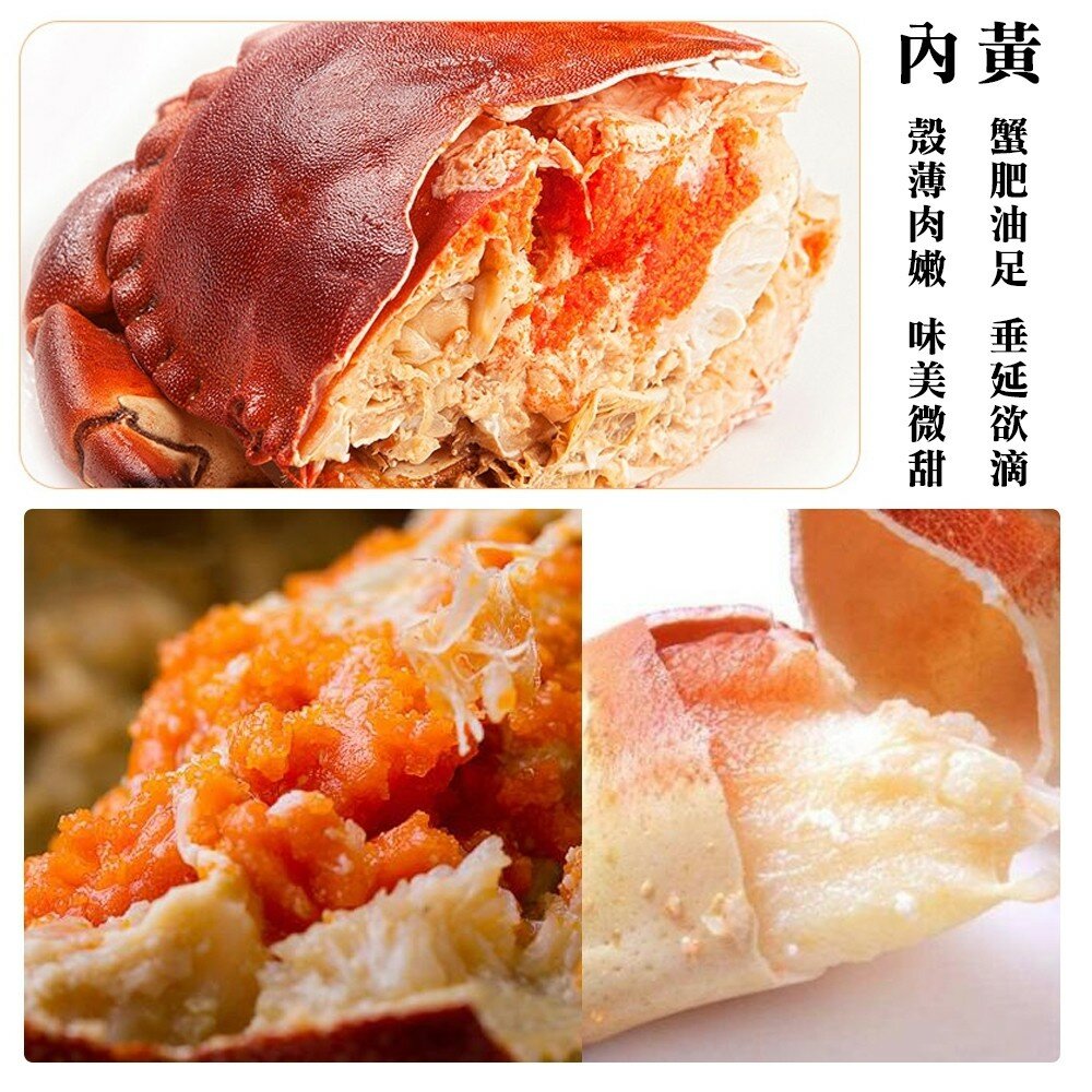 英國頂級霸王母蟹(每隻400~600g)【海陸管家】滿額免運-圖片-4