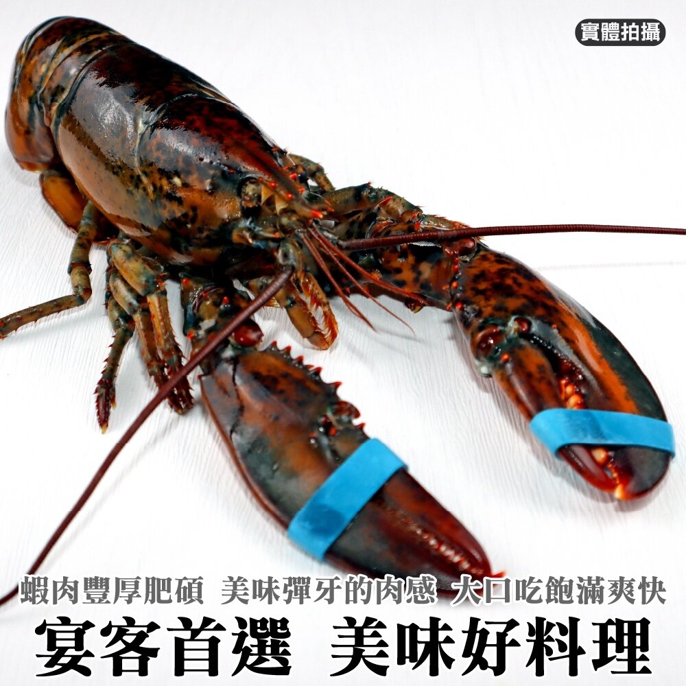 加拿大波士頓龍蝦【海陸管家】滿額免運 龍蝦 大龍蝦 加拿大龍蝦 波士頓龍蝦-圖片-1