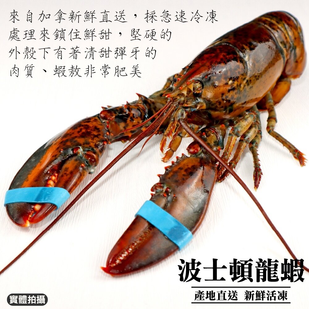 加拿大波士頓龍蝦【天天鮮配】滿額免運 龍蝦 大龍蝦 加拿大龍蝦 波士頓龍蝦-圖片-2