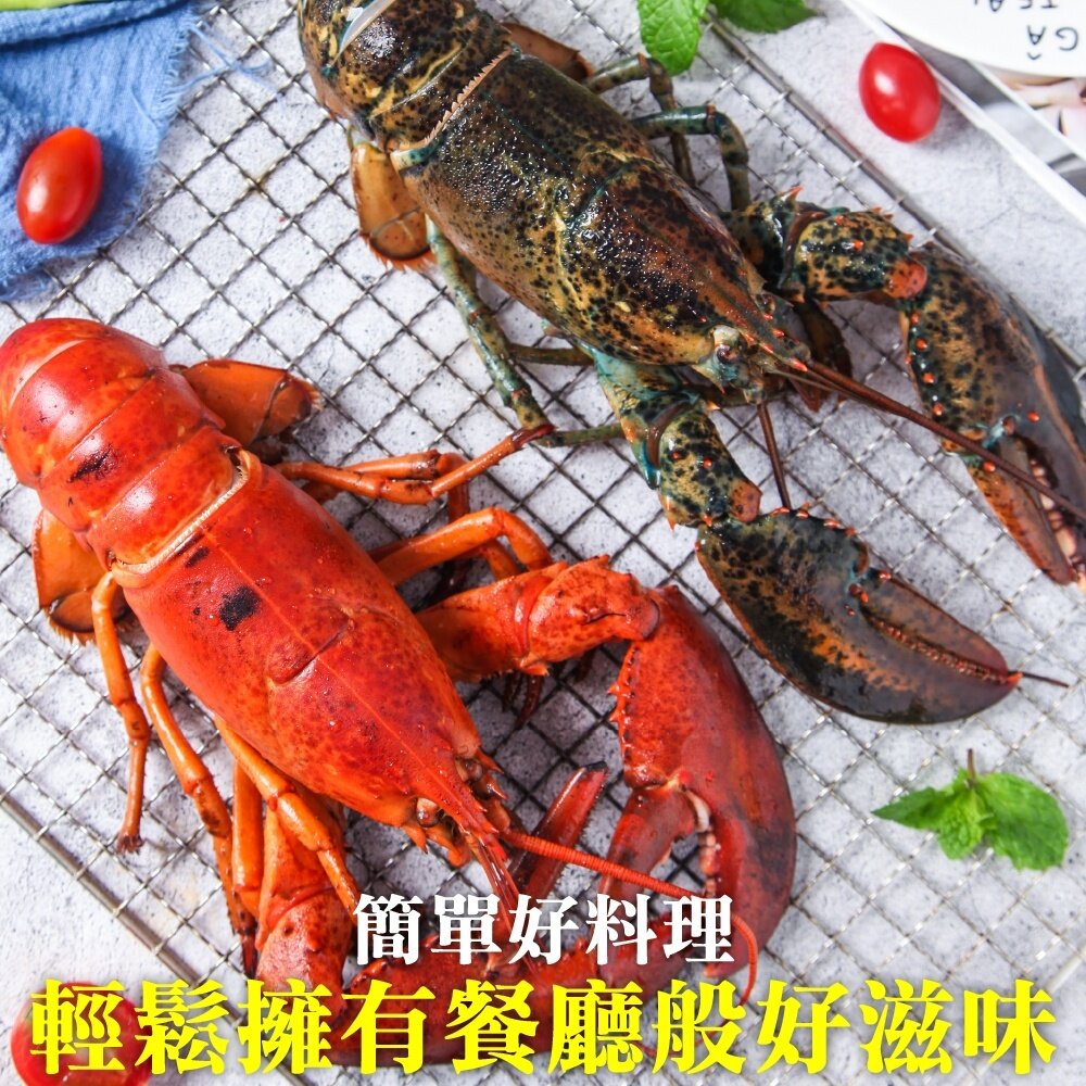 加拿大波士頓龍蝦【天天鮮配】滿額免運 龍蝦 大龍蝦 加拿大龍蝦 波士頓龍蝦-圖片-3