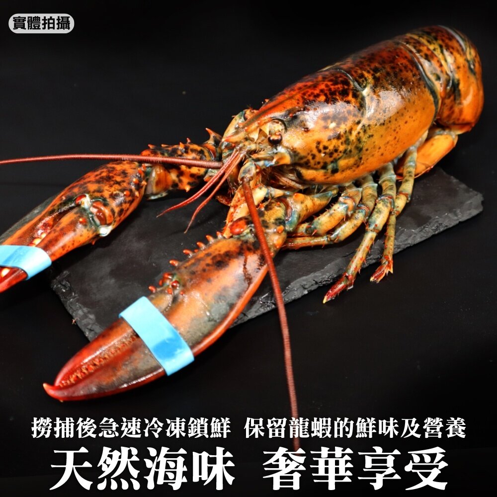 加拿大波士頓龍蝦【天天鮮配】滿額免運 龍蝦 大龍蝦 加拿大龍蝦 波士頓龍蝦-圖片-5