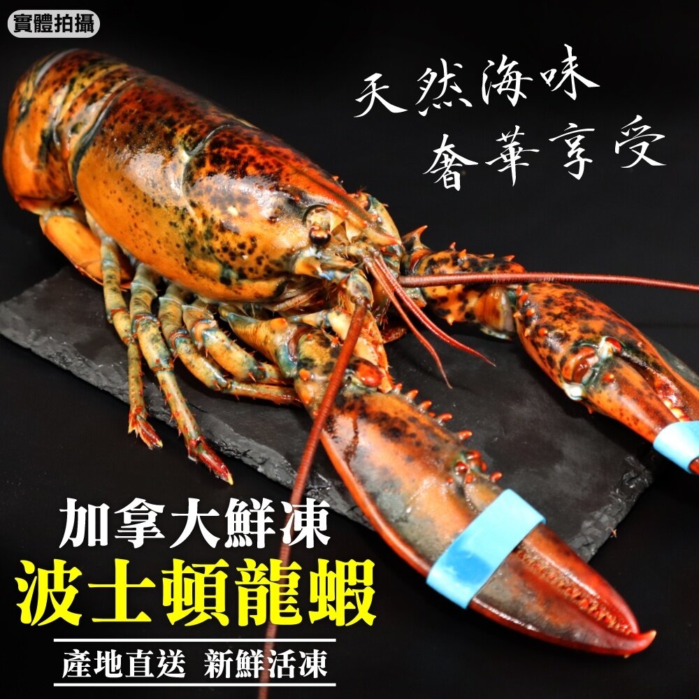 1929991192-加拿大波士頓龍蝦【海陸管家】滿額免運 龍蝦 大龍蝦 加拿大龍蝦 波士頓龍蝦