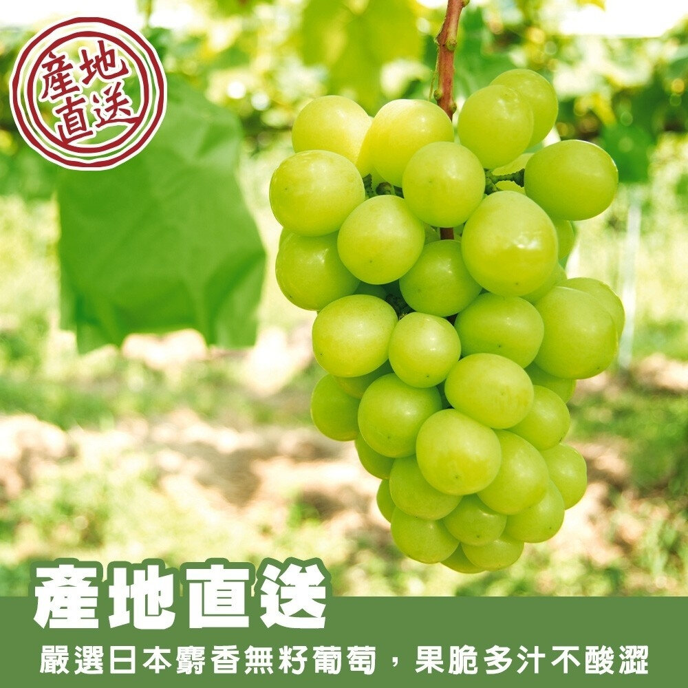 日本空運麝香葡萄特大房禮盒(每串670-750g) 0運費【果之蔬】日本葡萄 無籽葡萄 綠葡萄 日本綠葡萄 日本水果-圖片-2