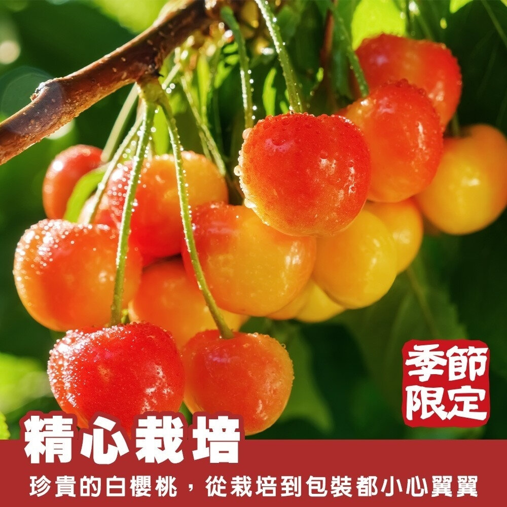美國空運9R白櫻桃 0運費【果之蔬】美國櫻桃 櫻桃禮盒 白櫻桃禮盒 草莓櫻桃-圖片-2