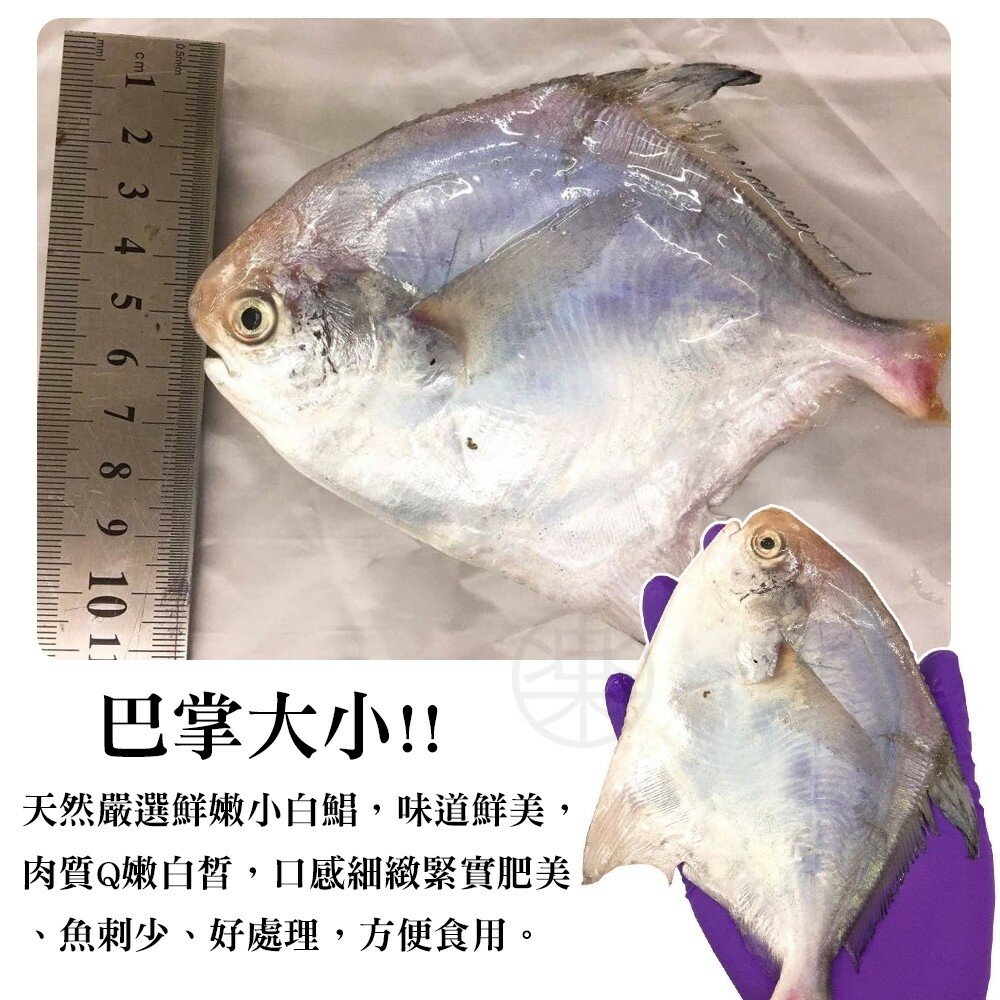 嚴選鮮嫩野生小白鯧(每包3-5尾/淨重240g±10%)【海陸管家】滿額免運-圖片-6