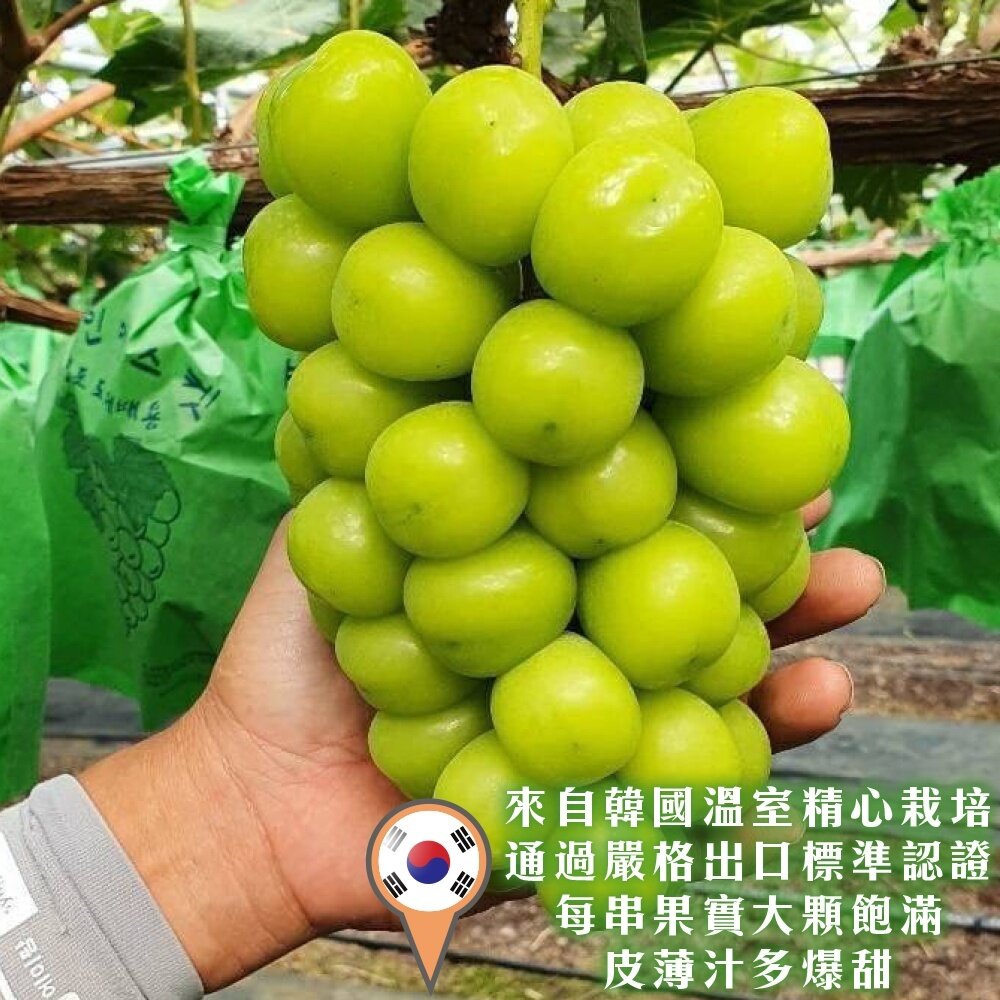 韓國空運無籽麝香葡萄(每串600-700g) 0運費【果之蔬】韓國葡萄 進口葡萄 韓國水果-圖片-1