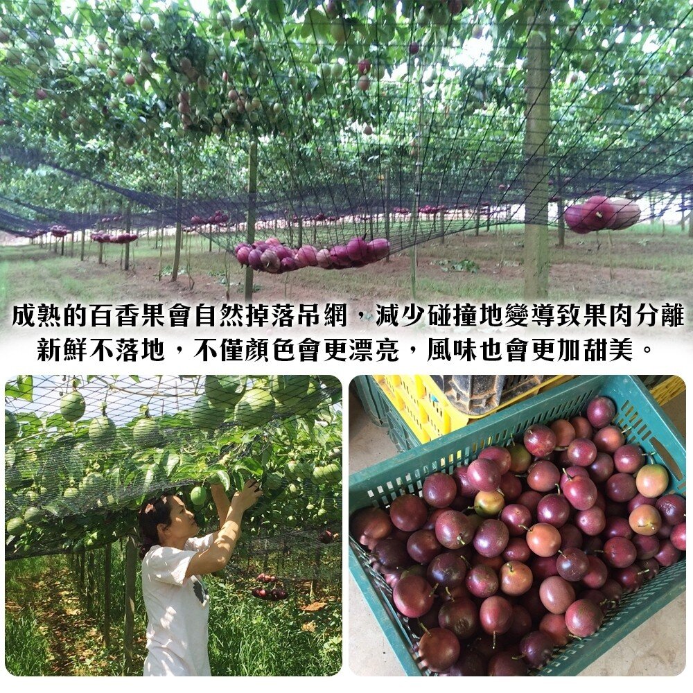 埔里吊網香甜百香果 0運費【天天鮮配】埔里百香果 新鮮水果 百香果茶 酸甜多汁-圖片-3