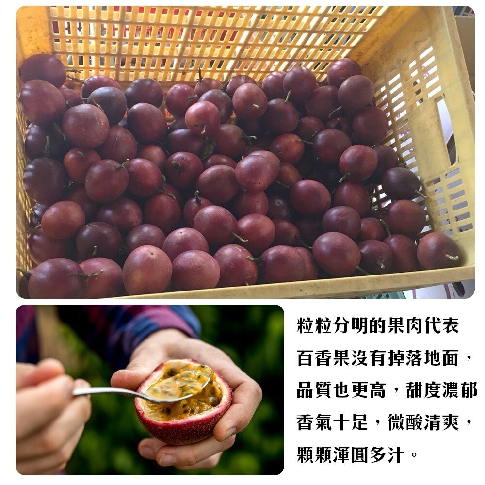 埔里吊網香甜百香果 0運費【天天鮮配】埔里百香果 新鮮水果 百香果茶 酸甜多汁-圖片-4