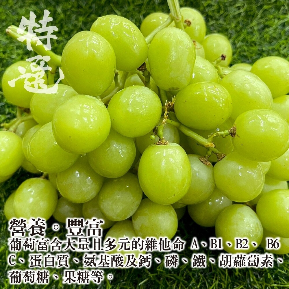 美國炸彈綠無籽葡萄(每袋900-1000g) 0運費【果之蔬】無籽綠葡萄 超脆葡萄 綠葡萄 脆口葡萄-圖片-5