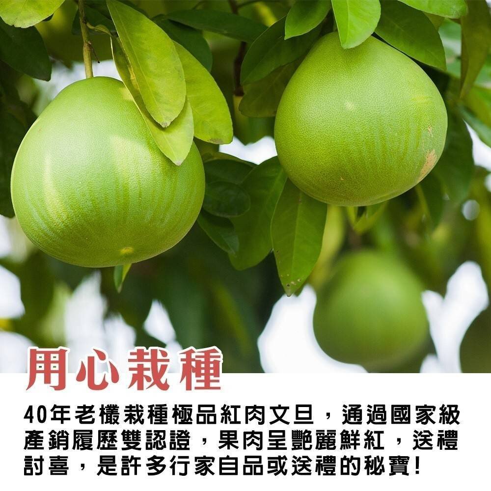 產銷履歷雙認證麻豆紅文旦禮盒(每箱10斤±10%含箱) 0運費【果農直配】紅文旦 紅肉文旦 中秋 柚子 紅肉柚子 紅柚-圖片-3