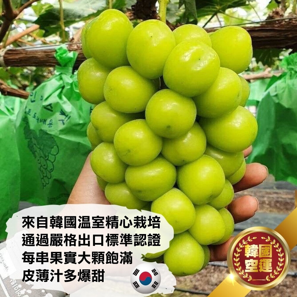 韓國空運無籽麝香葡萄(每盒500g-600g) 0運費【果之蔬】韓國葡萄 無籽葡萄 綠葡萄 進口葡萄 空運葡萄-圖片-2