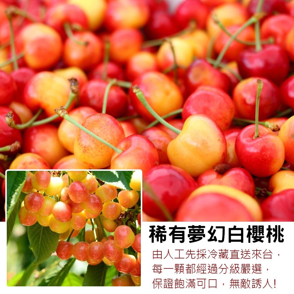 智利空運9.5R白櫻桃 0運費【果之蔬】智利櫻桃 智利白櫻桃 進口櫻桃 進口白櫻桃 櫻桃禮盒 白櫻桃禮盒-圖片-1