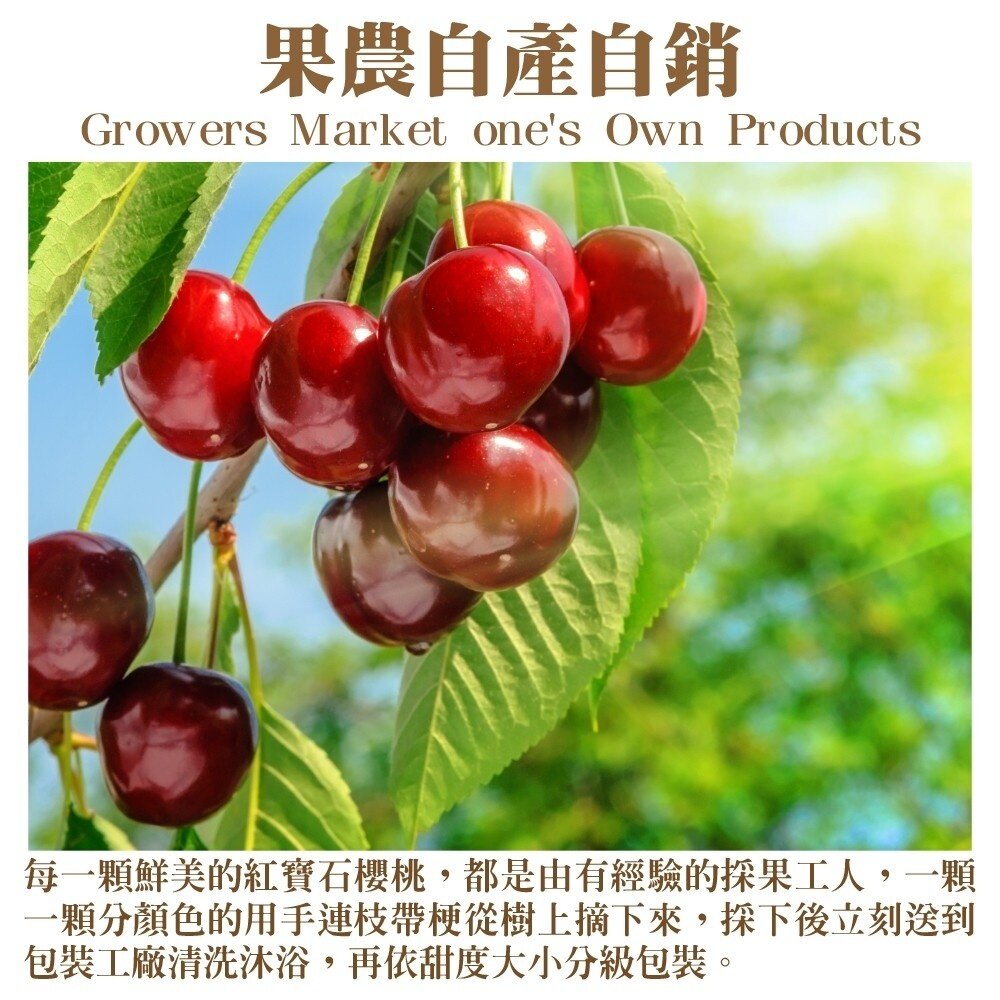 Reid/Hansen 澳洲Tasmanian塔斯馬尼亞櫻桃600g分裝禮盒 0運費【果之蔬】澳洲櫻桃 櫻桃禮盒 年節禮-圖片-2