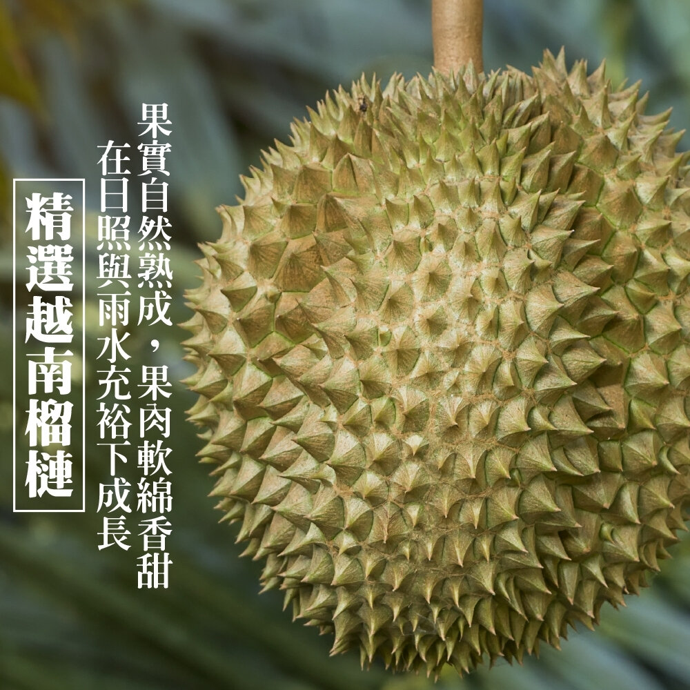 越南金枕頭榴槤原箱11kg±10%含箱/3-4入 0運費【天天鮮配】進口榴槤 越南榴槤-圖片-1