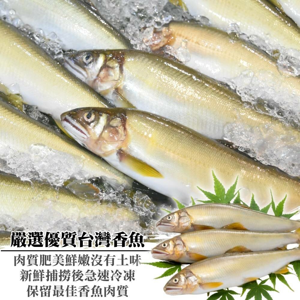 特選宜蘭鮮凍大尾香魚(每盒8尾/920g±10%含冰重)【海陸管家】滿額免運 香魚 公香魚 台灣香魚 鮮魚 下酒菜-圖片-1