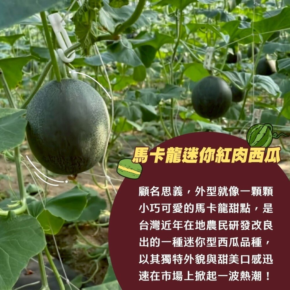 台灣馬卡龍迷你紅肉小西瓜(每箱2.5kg±10%) 0運費【果之蔬】西瓜 迷你西瓜 小西瓜 甜西瓜 紅西瓜-圖片-2