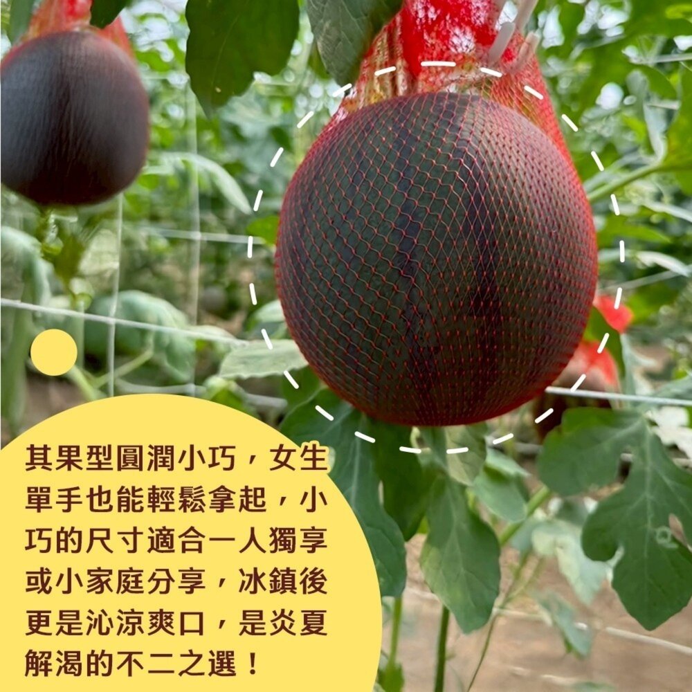 台灣馬卡龍迷你紅肉小西瓜(每箱2.5kg±10%) 0運費【果之蔬】西瓜 迷你西瓜 小西瓜 甜西瓜 紅西瓜-圖片-3