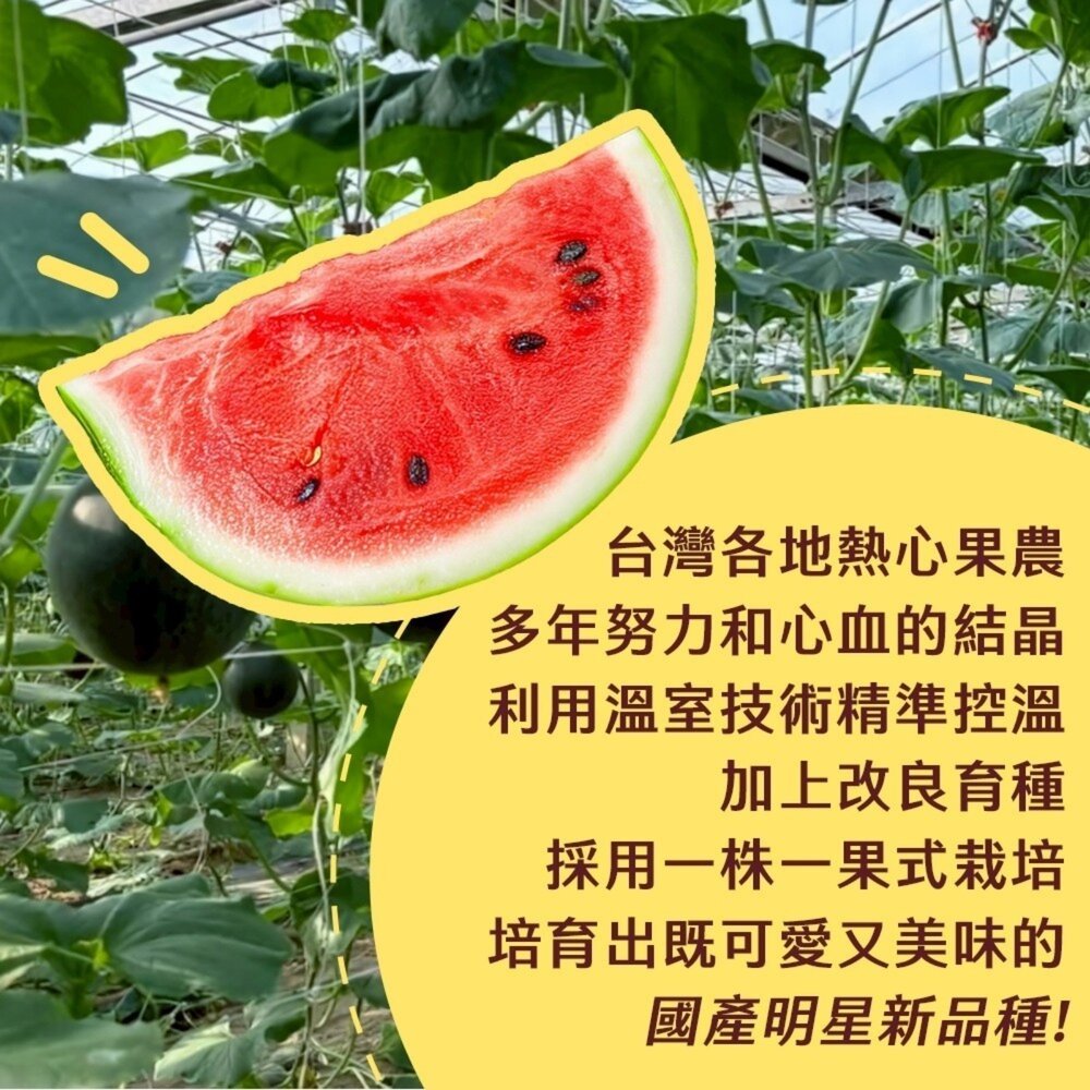 台灣馬卡龍迷你紅肉小西瓜(每箱2.5kg±10%) 0運費【果之蔬】西瓜 迷你西瓜 小西瓜 甜西瓜 紅西瓜-圖片-5