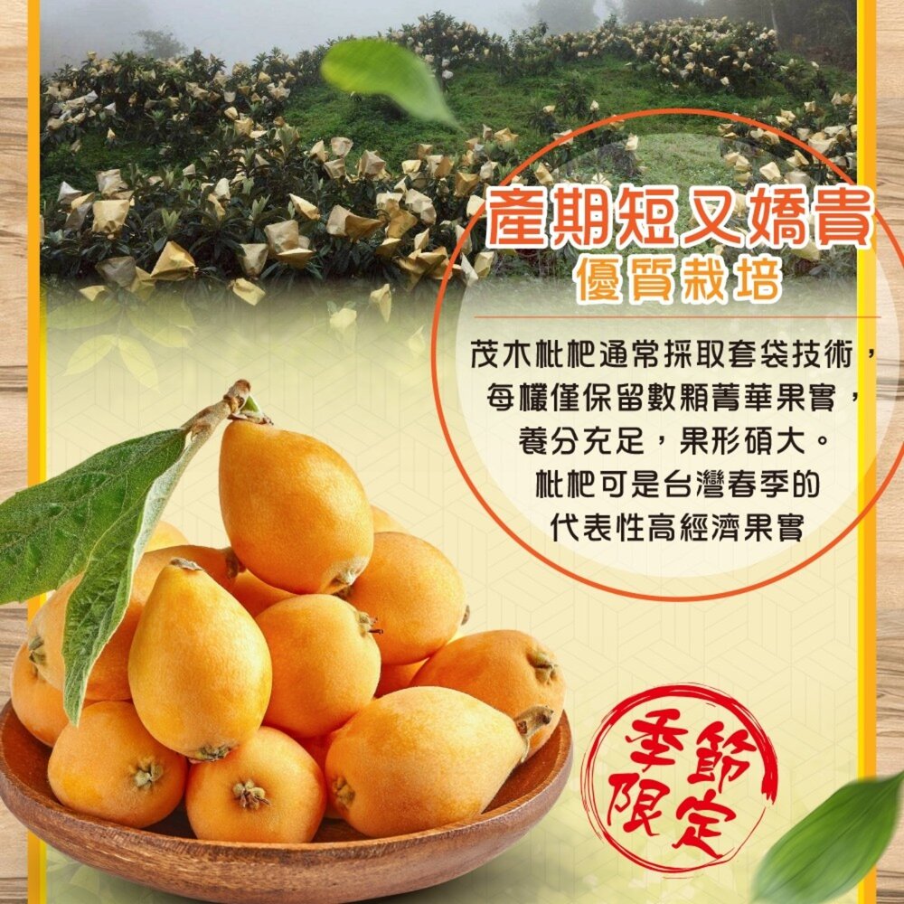 台灣黃金茂木枇杷(每盒400g±10%含盒) 0運費【果農直配】台灣枇杷 台灣水果-圖片-2