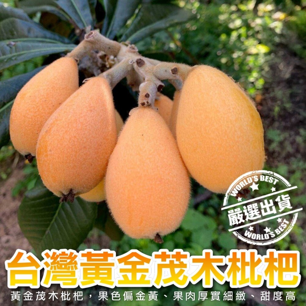 260303181338-台灣黃金茂木枇杷(每盒400g±10%含盒) 0運費【果農直配】台灣枇杷 台灣水果