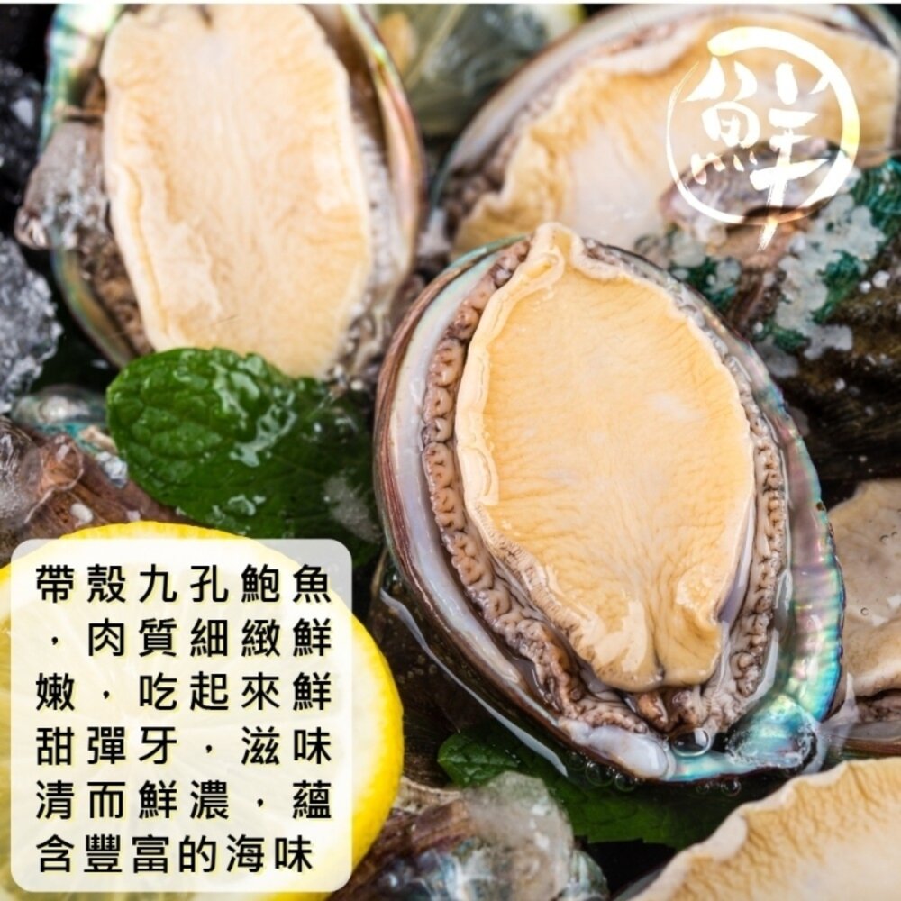 鮮凍半殼九孔鮑魚(1kg±10%/30粒)【天天鮮配】滿額免運-圖片-2